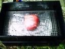 Rookoven met ham