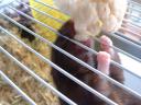 hamster aan de bloemkool