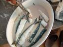 sardines
