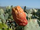 cactusvrucht