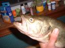 bass