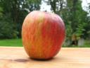 Appel 1