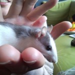 rateetons1