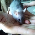 rateetons2
