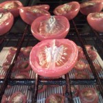 tomaten-0