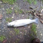 forel