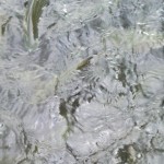 forel2