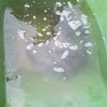 forellen3