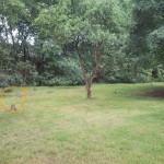 konijntjes-wiebelen-2