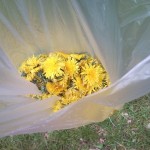 paardenbloemen