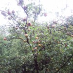 appels1